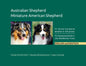 Australian Shepherd, Miniature American Shepherd: FCI Breed Standards detailed in 238 photos, English and Deutsch - Paperback