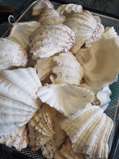 Bear Paw Clam Half Shells – Hippopus – Craft Shells for DIY & Wedding Decor