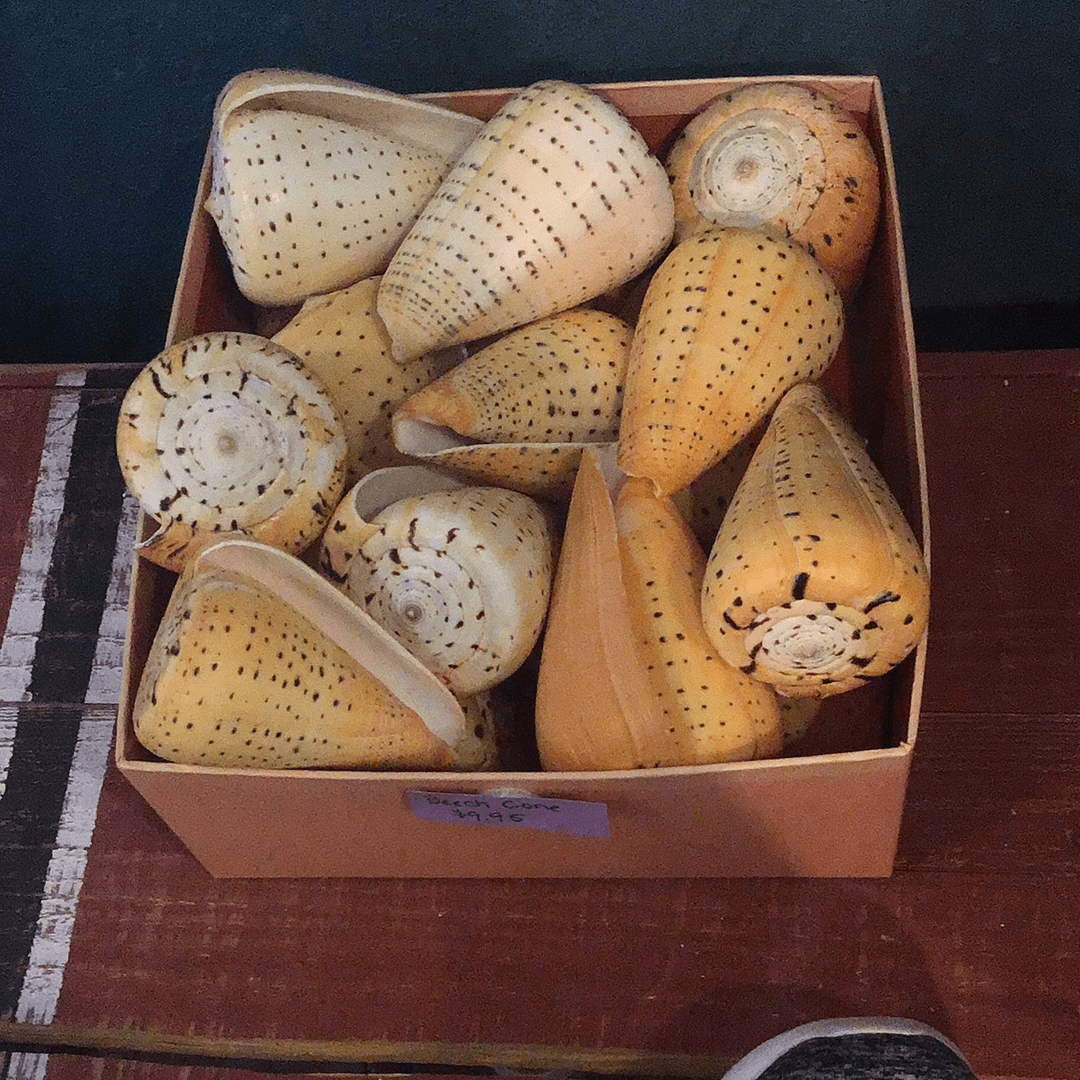 Beech Cone Shell (Conus Betulinus)