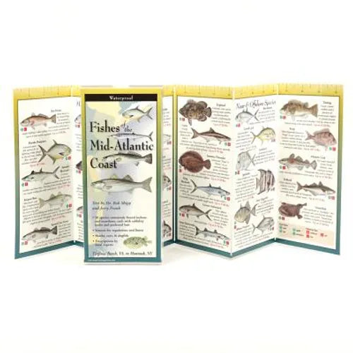 Fishes of the Mid-Atlantic Coast