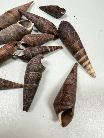 Black Terebra Auger Shells