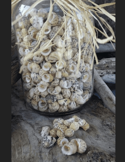 Bleeding tooth shells (Nerita peloronta)