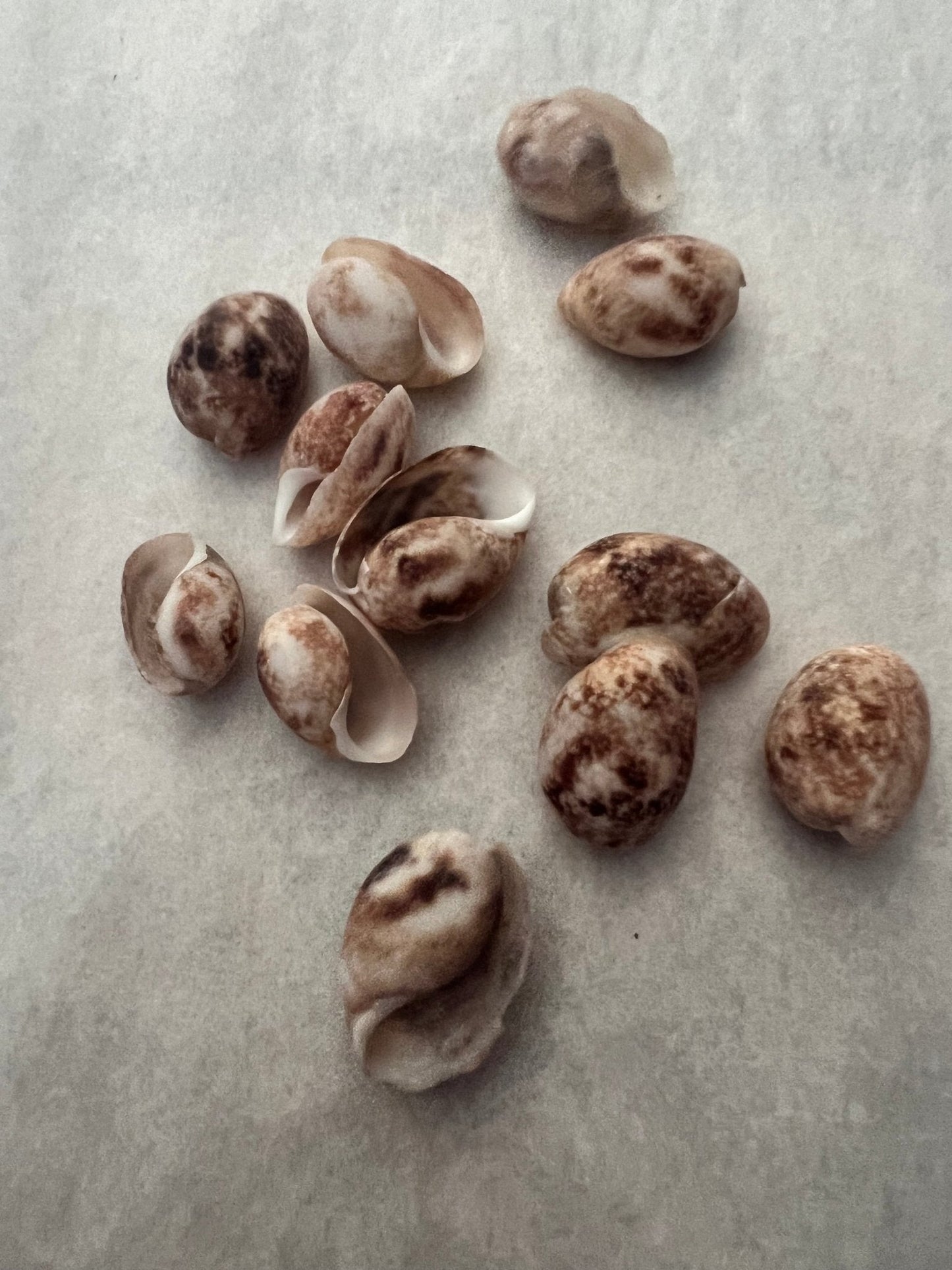 Brown Bubble Shell (Bulla quoyii)