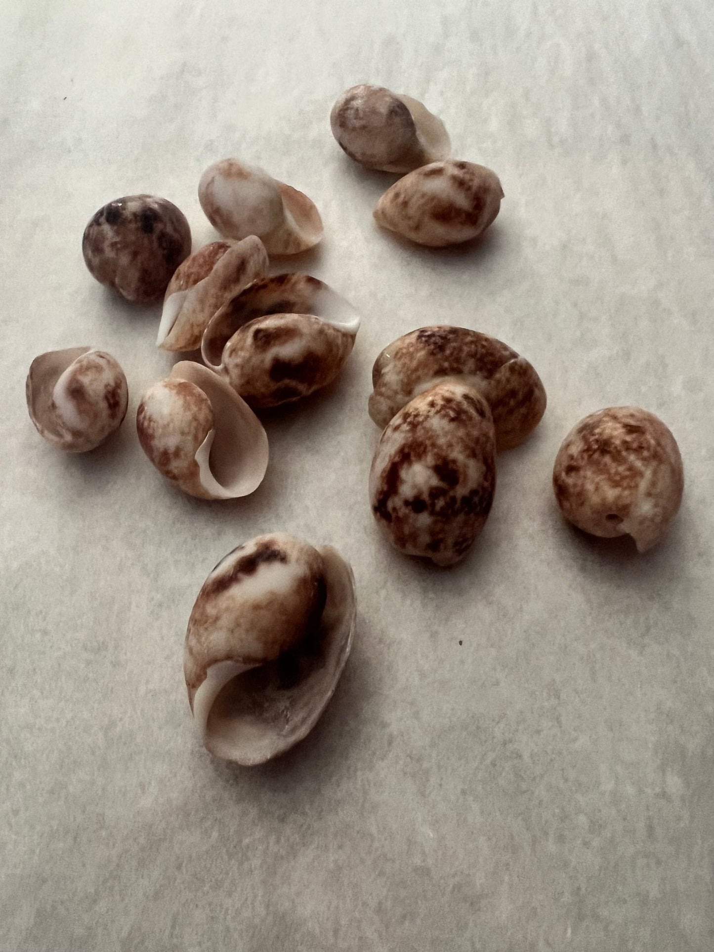 Brown Bubble Shell (Bulla quoyii)