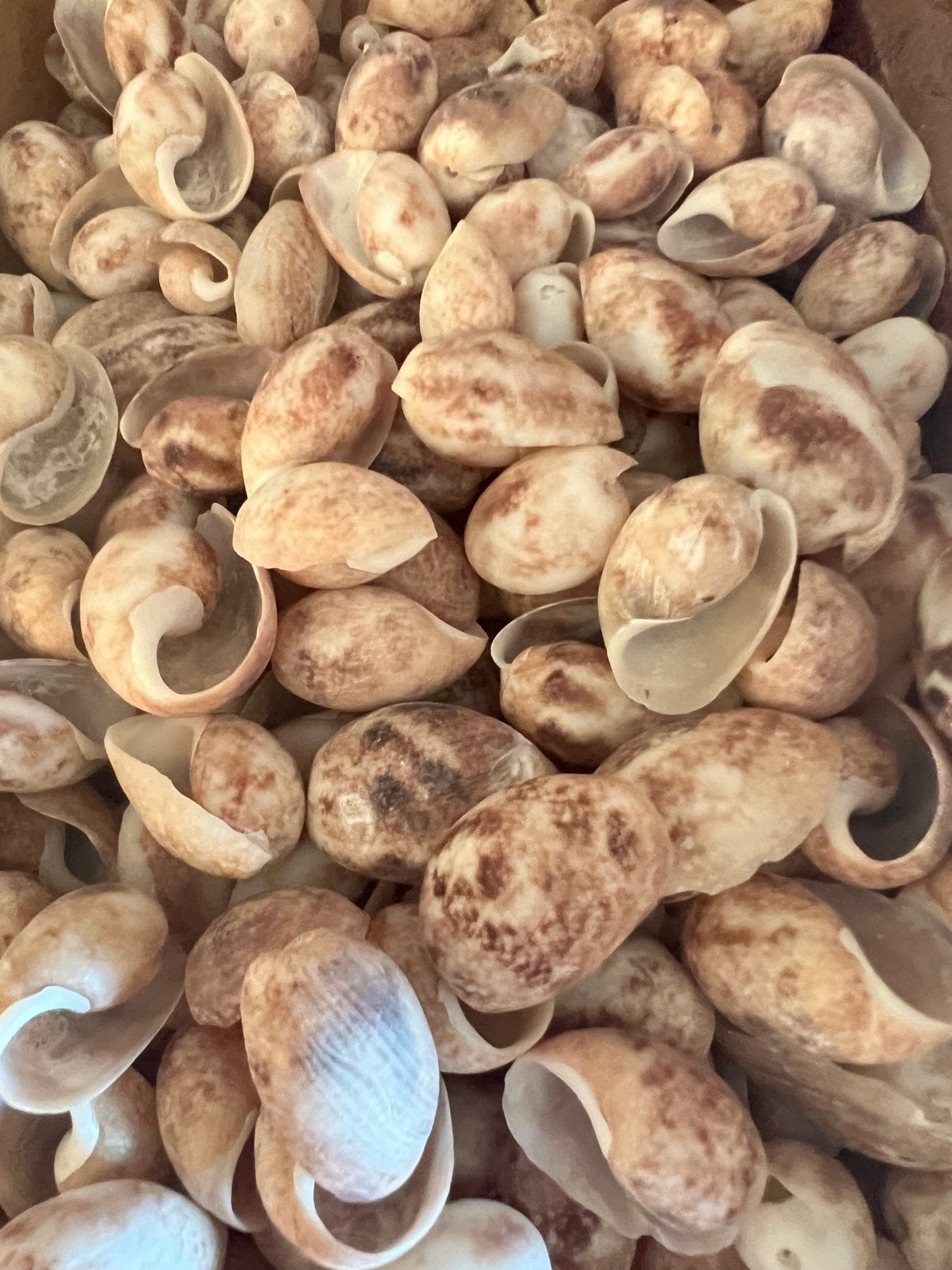 Brown Bubble Shell (Bulla quoyii)