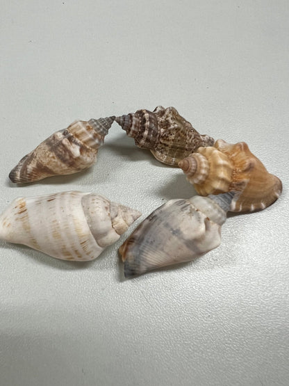 Brown Chula AKA Little Bear Conch (Strombus Urceus)