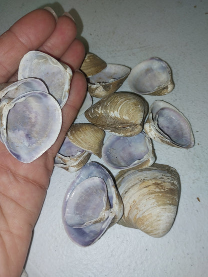Brown & Purple Clam Shells Nuttallia obscurata