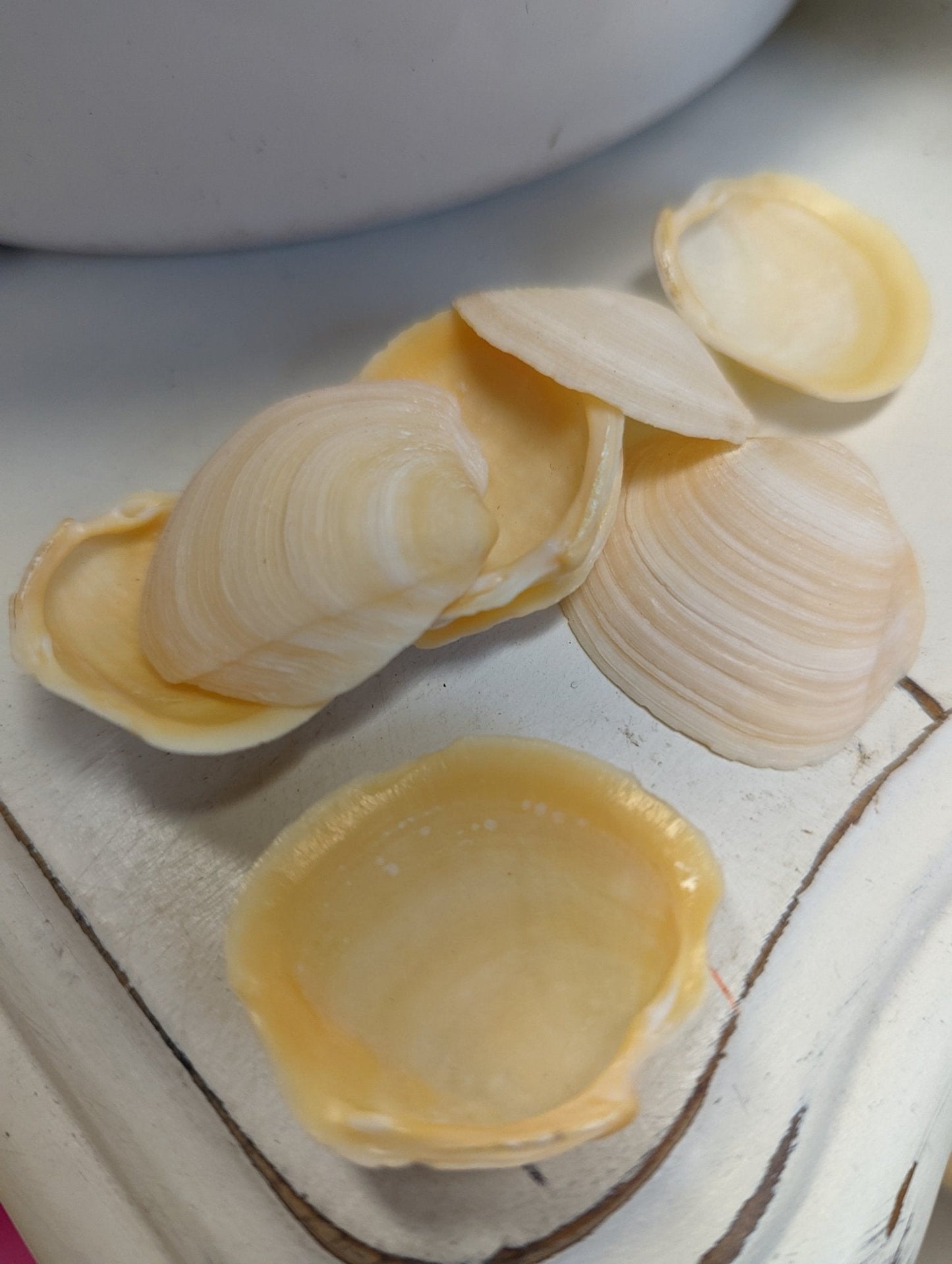 Buttercup Lucine Shells Anodontia alba