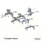 Trumpeter Swans - Paperback