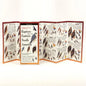 Sibley's Raptors of Eastern N.A.