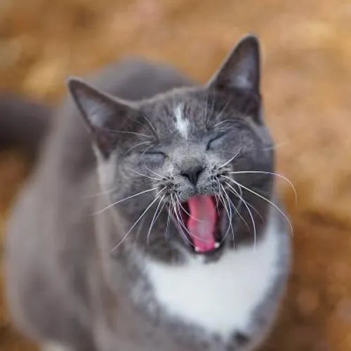 Colorado Barn Cats - Skunk and Chauncey - Paperback