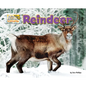 Reindeer - Paperback
