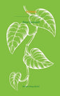 Pothos - Paperback