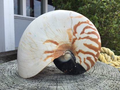 Chambered Tiger Stripe Nautilus Shell
