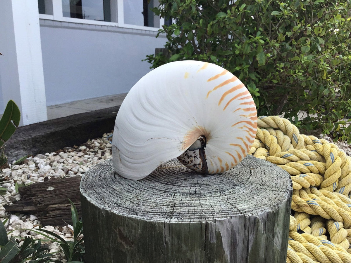 Chambered Tiger Stripe Nautilus Shell
