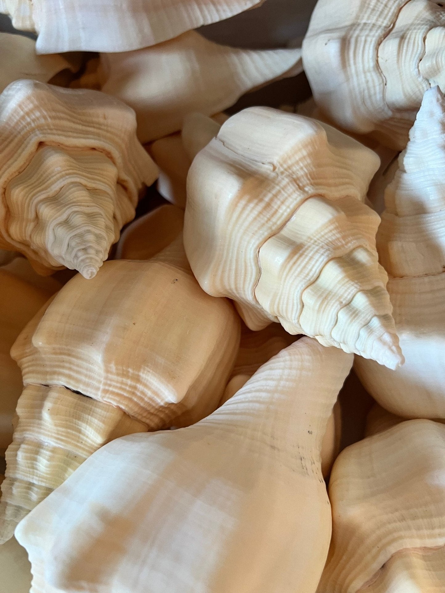 Chank Conch Shell