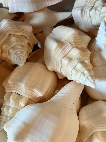 Chank Conch Shell