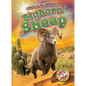 Bighorn Sheep - Library Binding