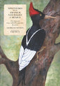 Adventures of an Amateur Naturalist in Mexico: The Imperial Ivory-billed Woodpecker, Revisited - Paperback