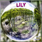 Lily - Paperback