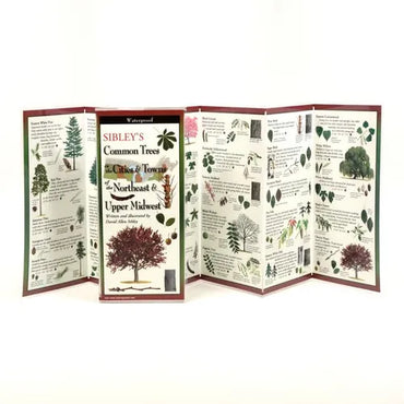 Sibley's Common Trees in the Cities & Towns of the Northeast & Upper Midwest