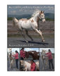 How to Identify and Release Your Horse's Pain Points: An Owner's Guide - Paperback