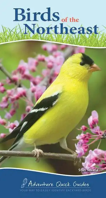 Birds of the Northeast: Your Way to Easily Identify Backyard Birds - Spiral