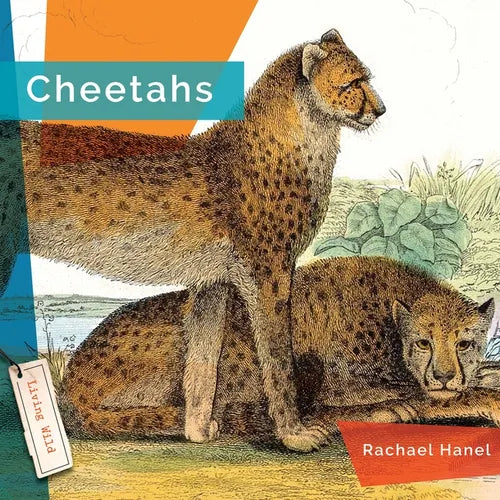 Cheetahs - Library Binding
