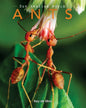 Ants: Amazing Pictures & Fun Facts on Animals in Nature - Paperback