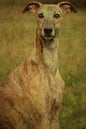 Whippet: Whippet - Paperback