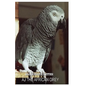 AJ The African Grey - Paperback