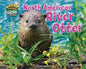 North American River Otter - Paperback