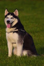 Husky: This Is a General Name for a Sled-Type of Dog Used in Northern Regions, Differentiated from Other Sled-Dog Types by Th - Paperback