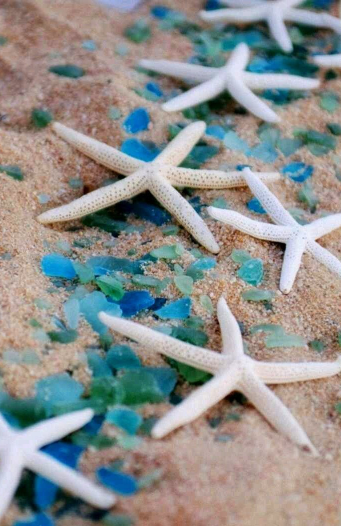 White Pencil Finger Starfish 2-3", 3-4", 4-6"