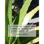The Cactus and other Tropical Succulents: Aloes, Agaves, Sempervivums, Sedums, Mesembranthemums and others - Paperback