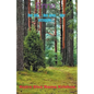Enna - Paperback