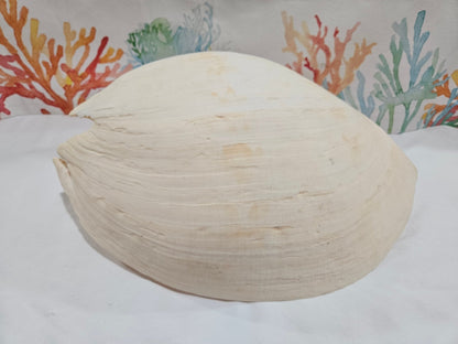 Extra Large Umbilicate Baler Melon Shell 12.5"