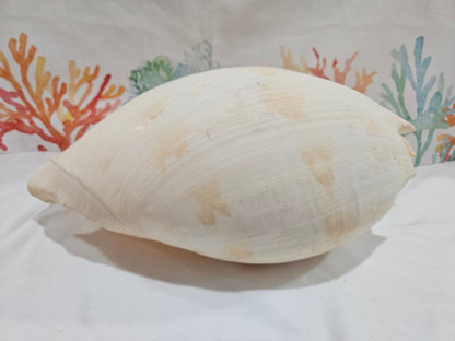 Extra Large Umbilicate Baler Melon Shell 12.5"
