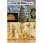 The Universe from Annunaki to Islam: Are they connected ? Is there similarity ? - Paperback