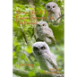 Secret Life of the Eastern Screech Owl - The Prequel: Breeding Season 2021-2022 - Paperback