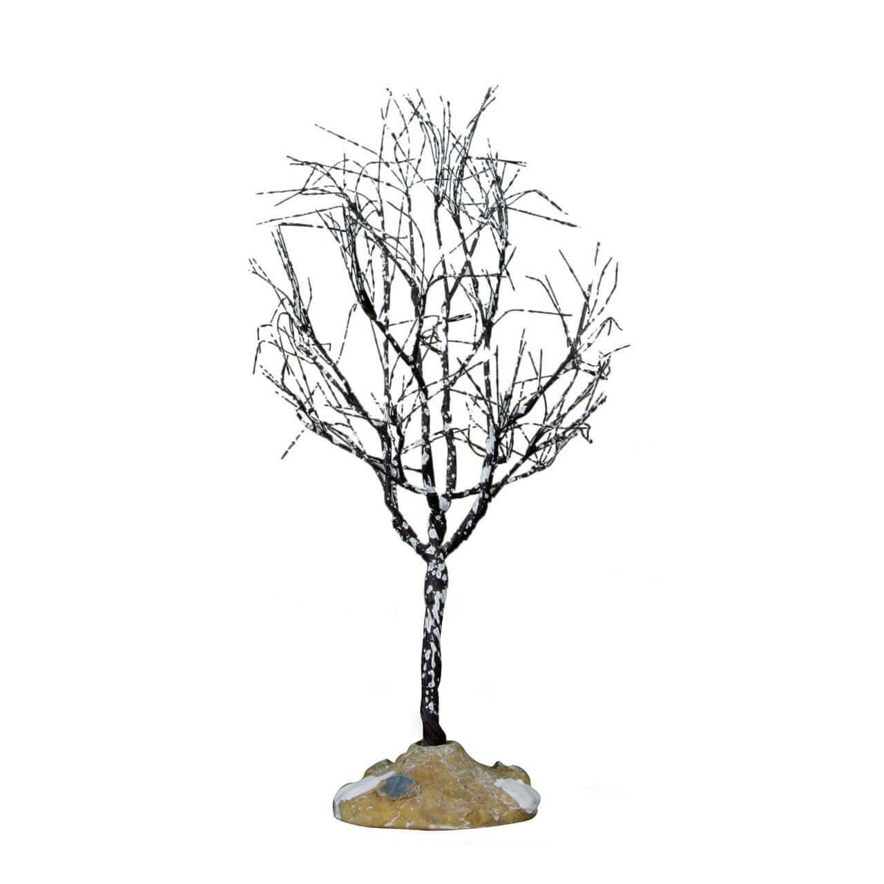 Butternut Tree - 7 inches