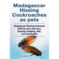 Madagascar hissing cockroaches as pets. Madagascar hissing cockroach book for pros and cons, housing, keeping, diet, care and health. - Paperback