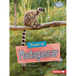 Travel to Madagascar - Paperback