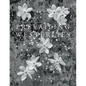 Prevailing Westerlies: Fine Art Photographs - Paperback