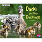 Ducks and Their Ducklings: A 4D Book - Paperback