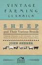 Sheep and Their Various Breeds - Containing Information on the Lincolnshire, the Saxon Merino, the Southdown and Many Other Varieties of Sheep - Paperback