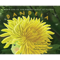 Book One of the Hidden Magic of Plants: Dandeia - Hardcover