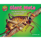 Giant Weta: The World's Biggest Grasshopper - Library Binding