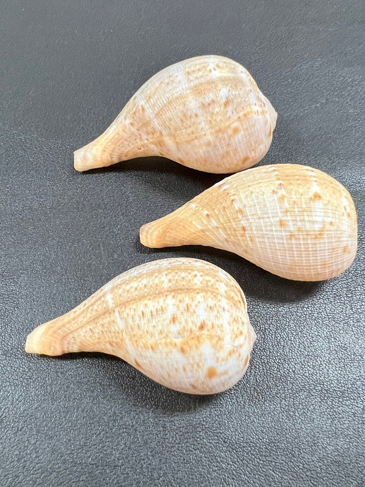 Paper Fig Snail Shells- Ficus