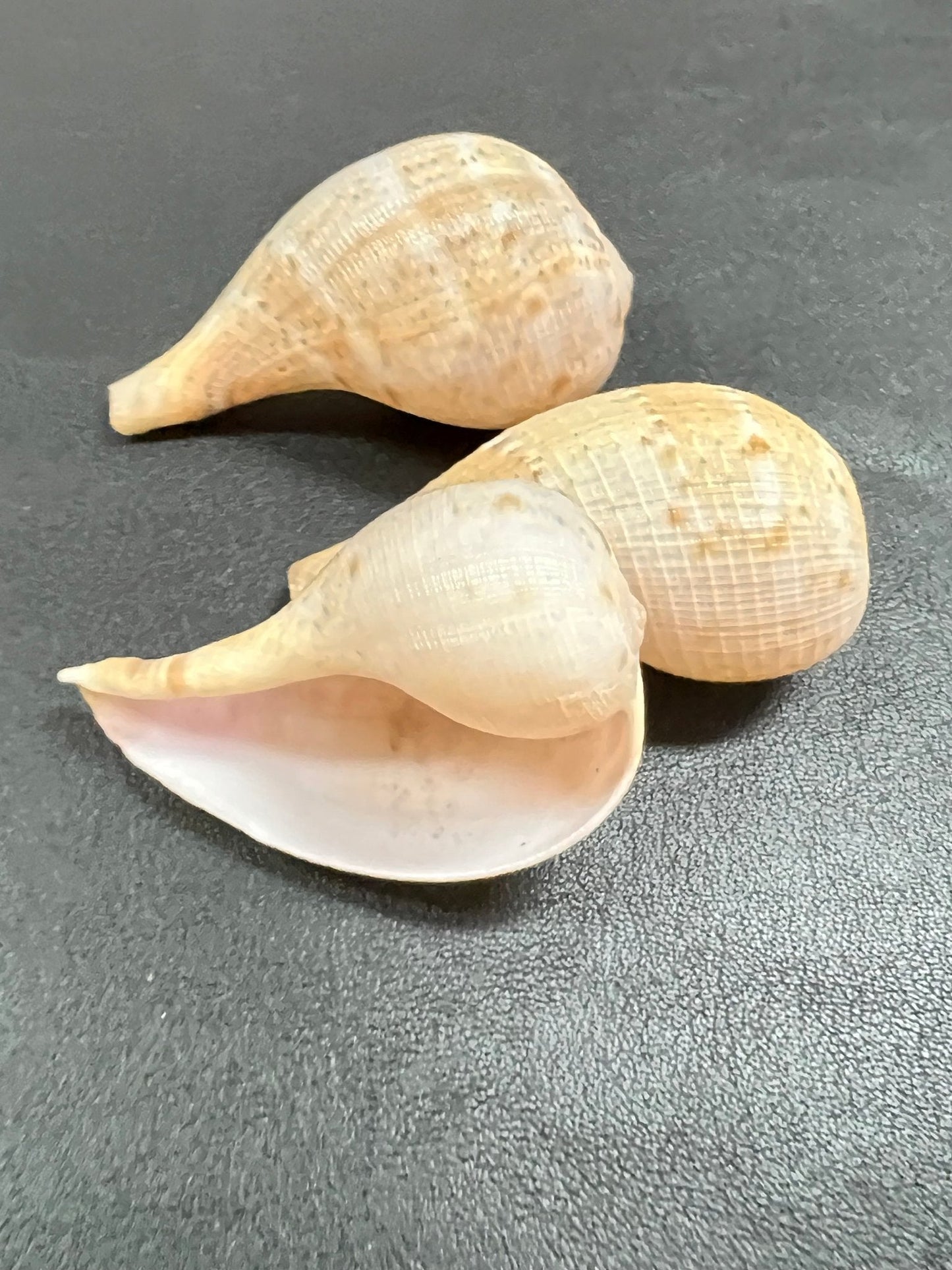 Paper Fig Snail Shells- Ficus